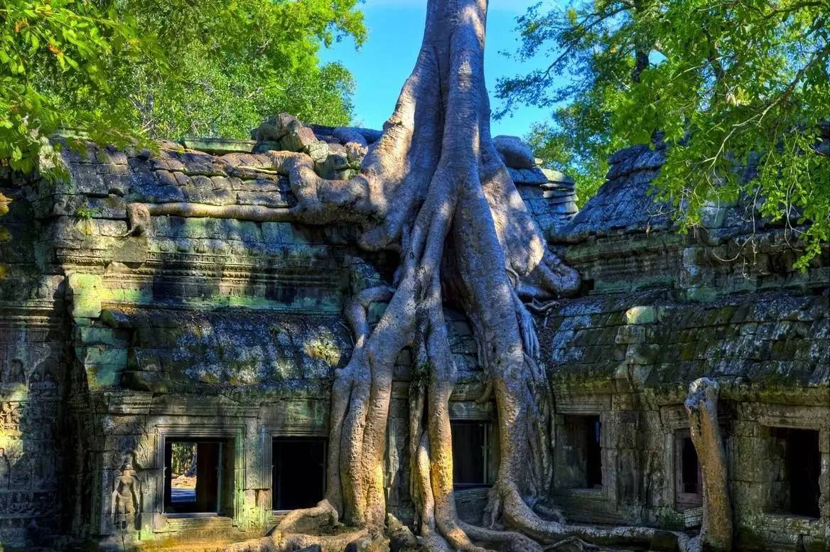 柬埔寨大榕树村图片