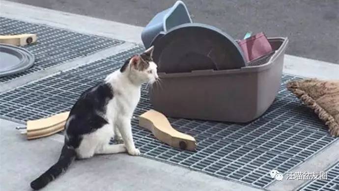 无家可归,也不知道可以去哪里的小猫,在路边守着自己的所有家当,表情