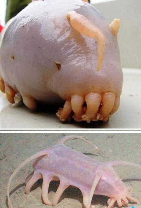 东方海猪鱼图片