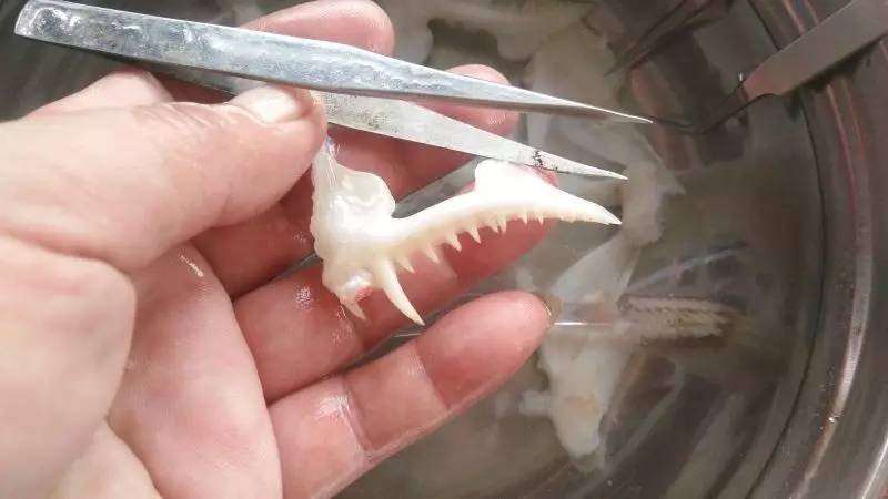 红鲉鱼牙拓的制作