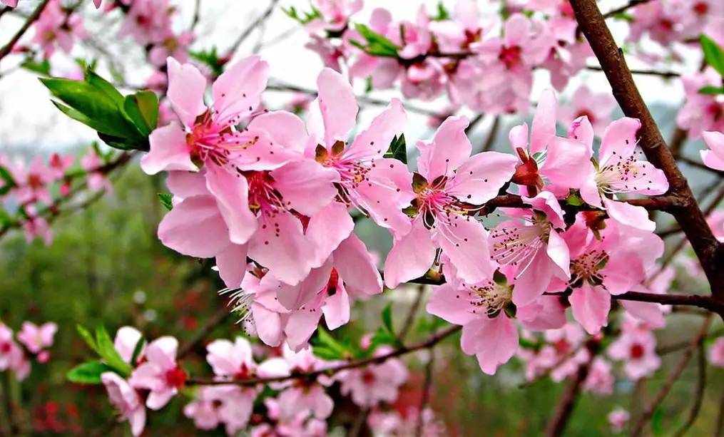 桃花塢裡桃花庵,桃花庵裡桃花仙.桃花仙人種桃樹,又折花枝當酒錢.