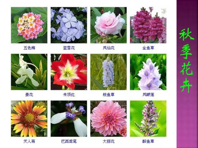 一图四季植物图片