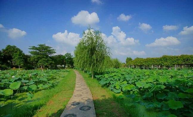 尤其是鳳凰花開的時候非常的美麗順峰山公園順德區大良街道順峰山公園