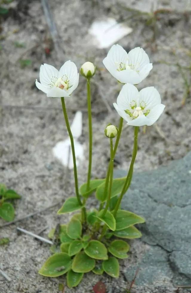 花现每一天梅花草