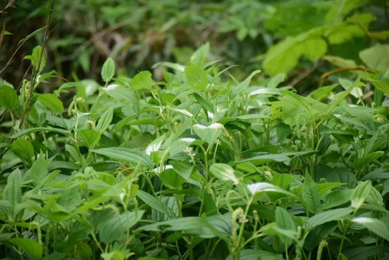 遇见最美本草九三白草