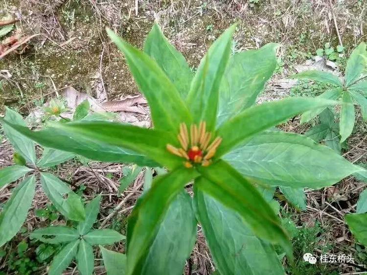 橫店村扶貧新產業七葉一枝花