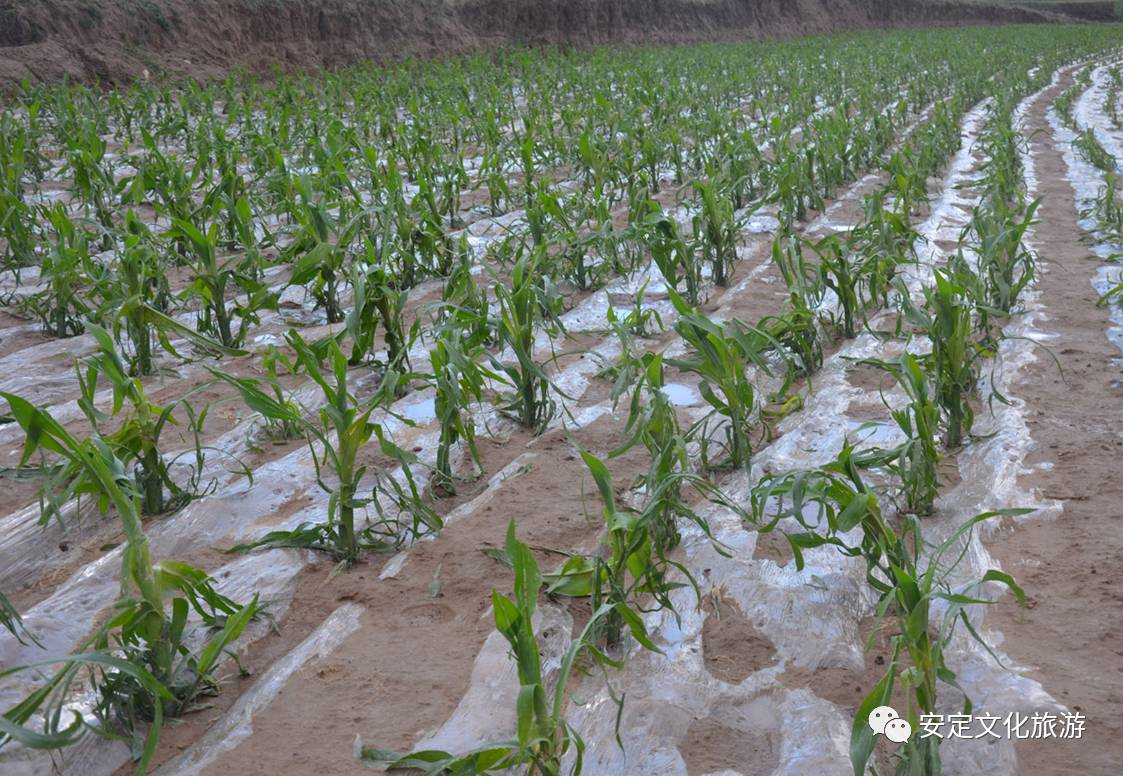 安定區魯家溝鎮,白碌鄉等11鄉鎮遭受風雹災害 14萬畝農作物受災,7000