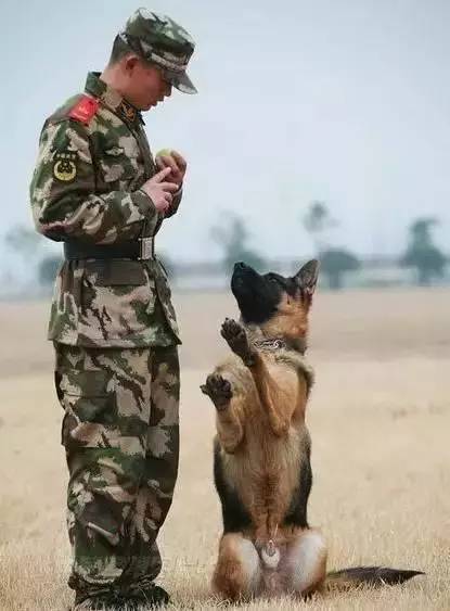 一位退伍武警带狗回家图片