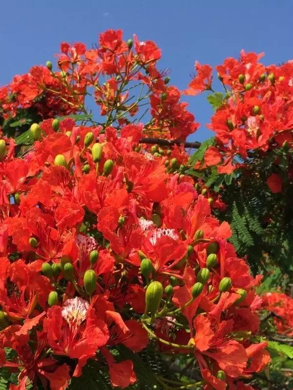 【驚豔】盛宴花開 高考圓夢紅火前程