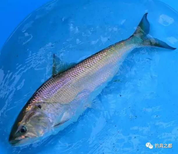 长江鱼常见几种鱼图片图片