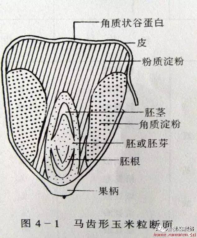 玉米结构解剖图图片