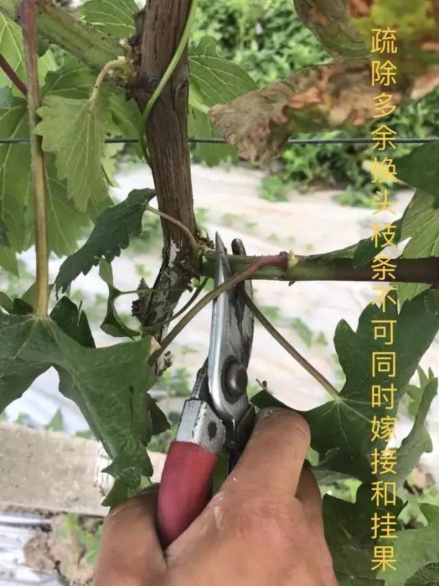 葡萄怎么嫁接图片