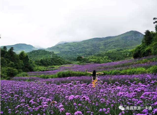 美!又一處花海盛開的仙境,這個夏天,誓要與花海肩並肩!