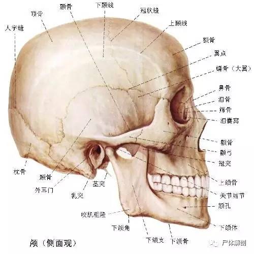 脑颅骨的体表标志图片