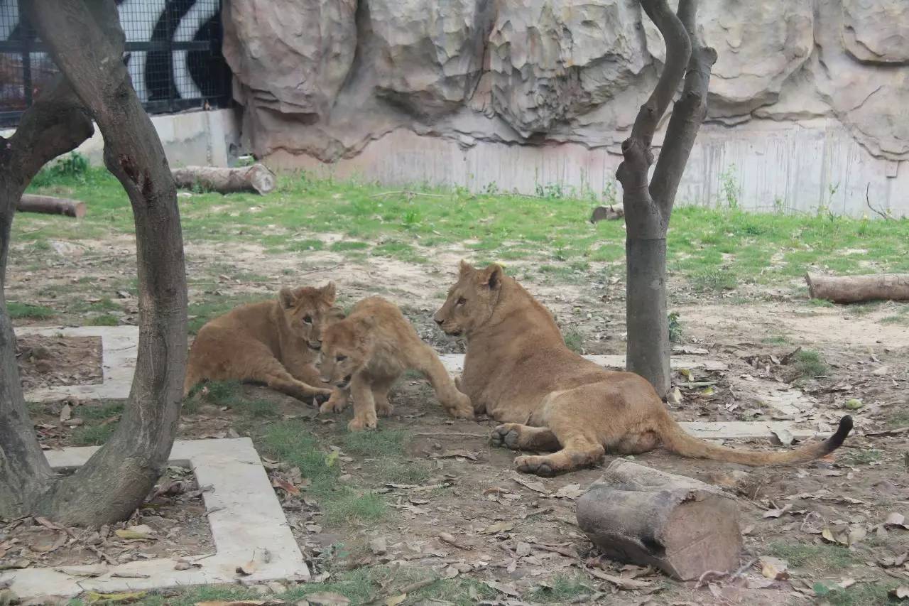 線路1東莞隱賢山莊親親動物園6大主題樂園歡樂休閒一天