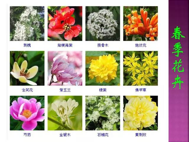 春夏秋冬,四季开花花卉终于找全了!爱养花的朋友必须收藏