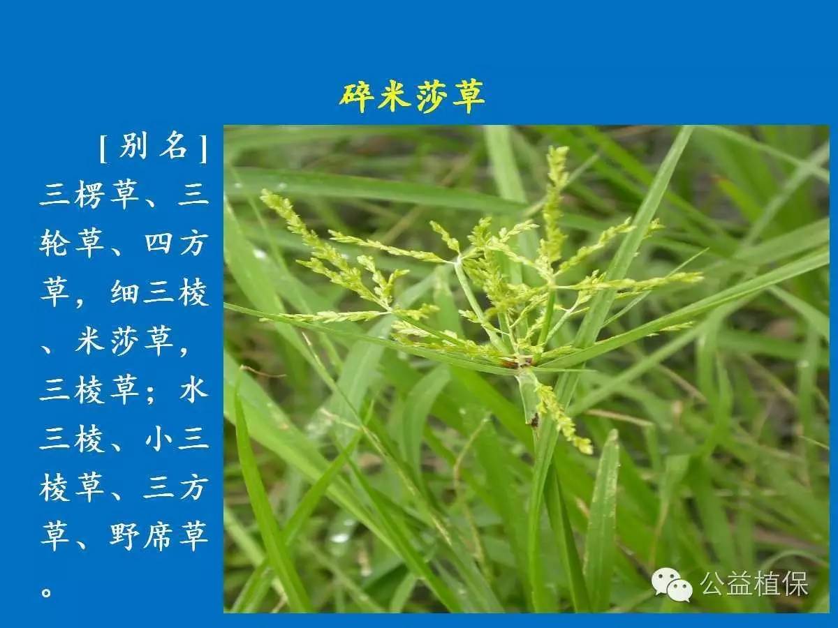 棱峰11水稻品种图片
