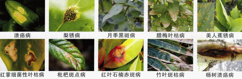 植物害虫名称及图片图片
