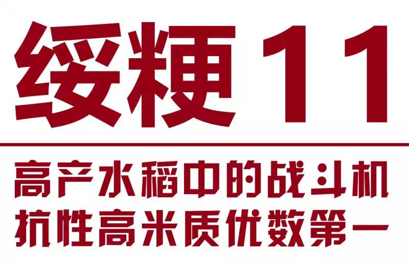 高产水稻中的战斗机 抗性高米质优数第一—绥粳11