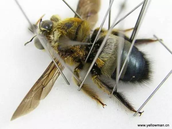 圖片來源於網絡各種泡在福爾馬林裡的動物標本剝製標本,其實只有一層