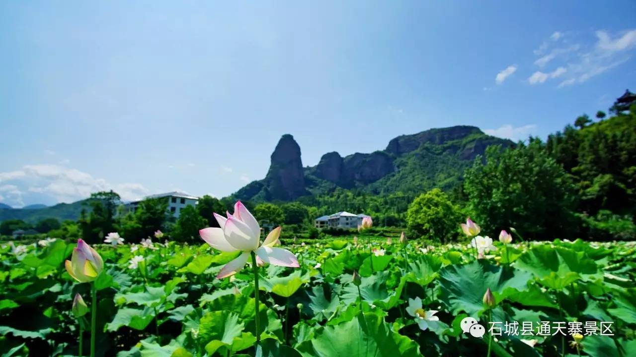 在通天寨景区的大畲村,有一片面积达500亩的荷花观光园.