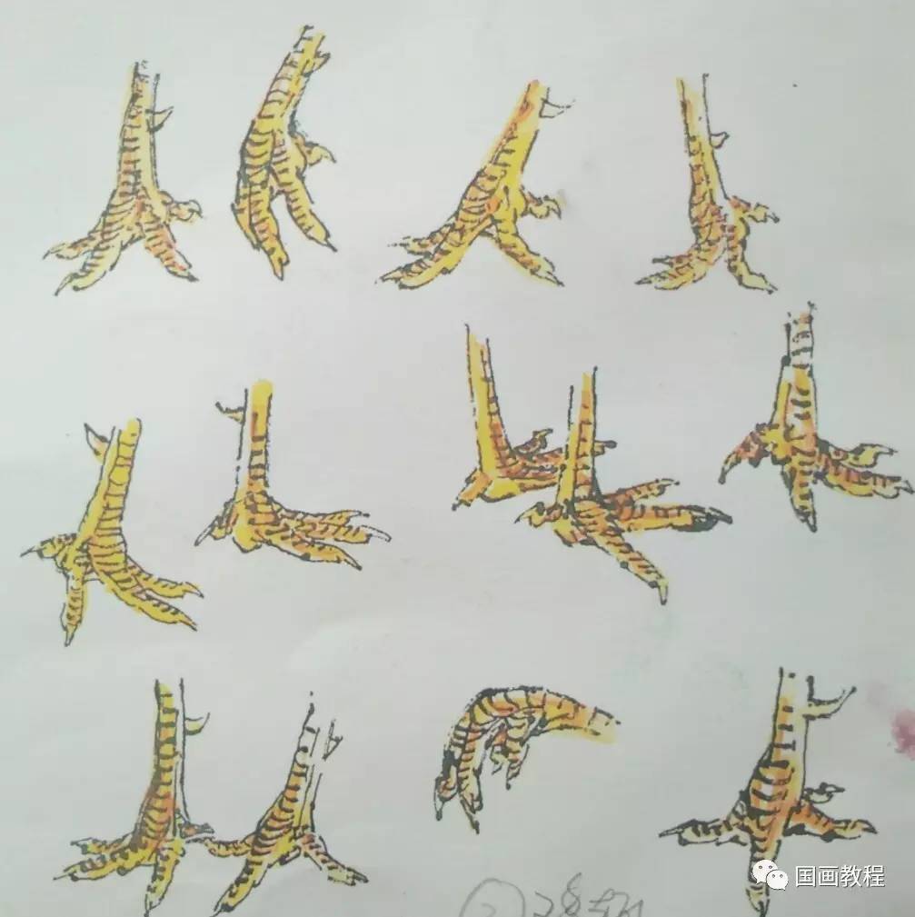 公鸡脚的画法图片