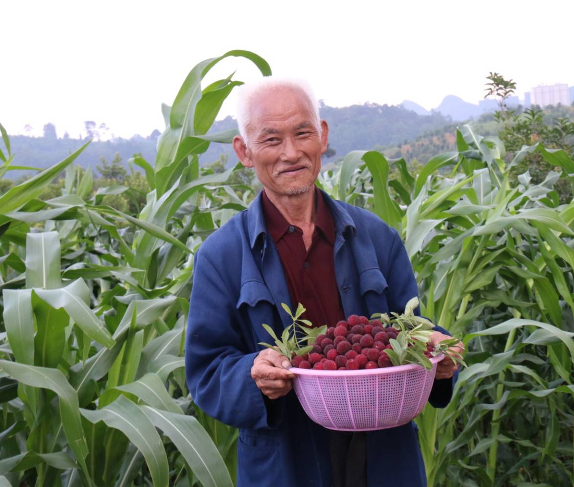 爱心助农!帮帮万屯这些农民,别让杨梅烂在土里!