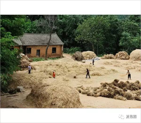 小時候農村收麥子的場景都是兒時的回憶看了別哭