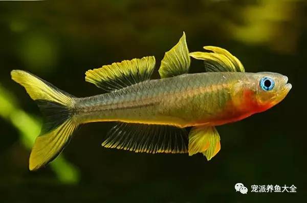 每日一魚 | 霓虹燕子(新郎官魚)飼養參考