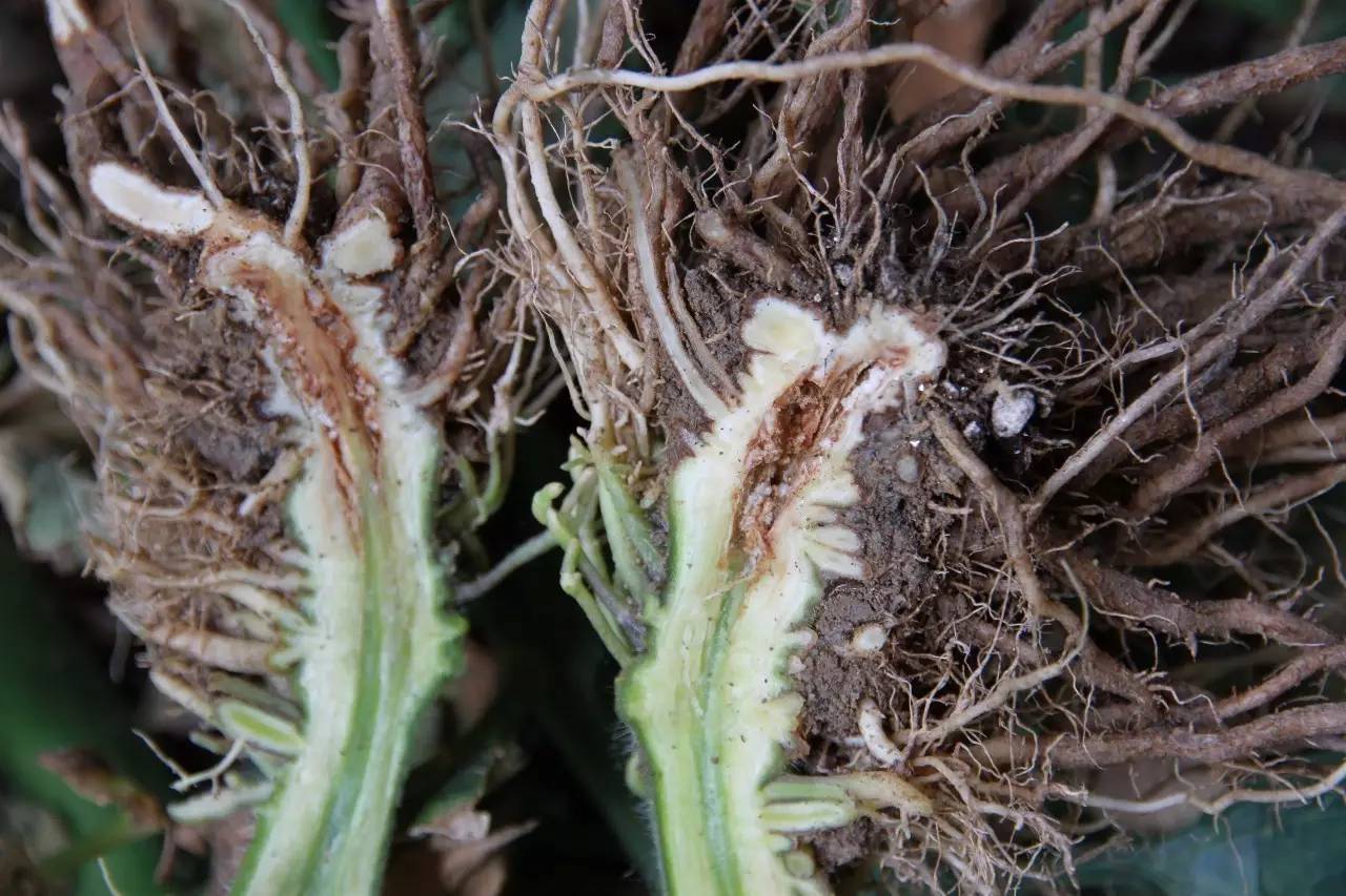 西红柿肥料烧根症状图图片