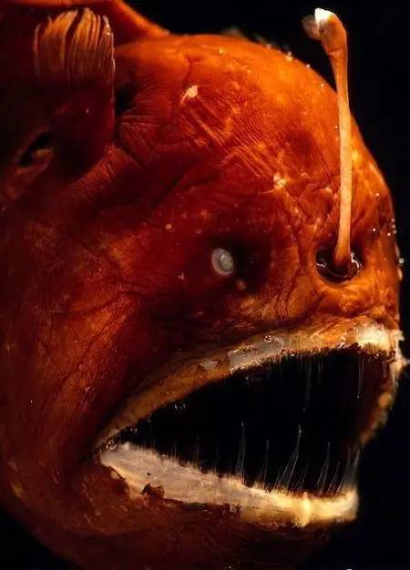 胆小慎入食饭勿点新出炉世界上最丑的深海怪物top10近半数来自澳洲