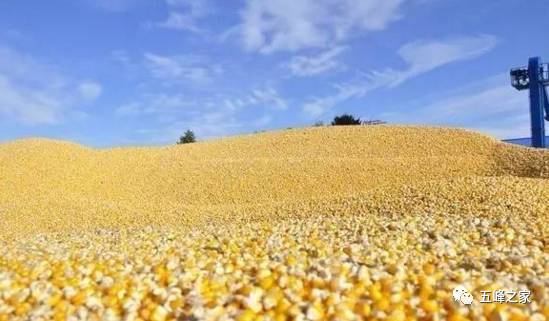 第五積溫帶今年要確保調減玉米種植面積500萬畝以上,發展食用大豆