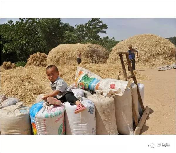 小時候農村收麥子的場景都是兒時的回憶看了別哭