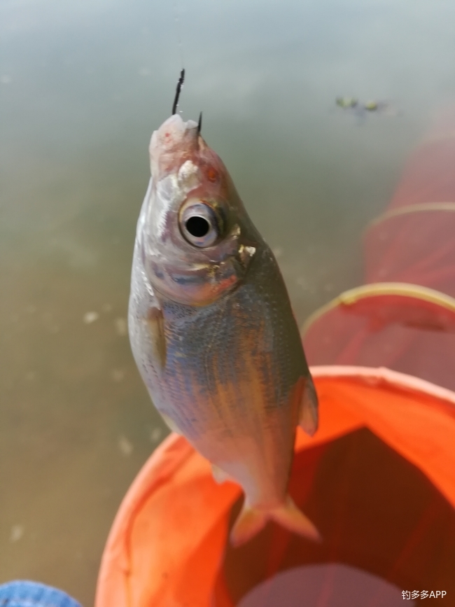 魚獲東江偶遇黃尾魚