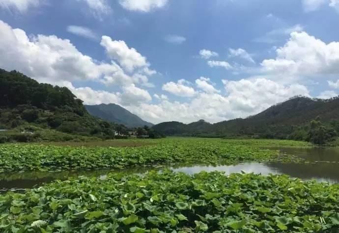 阳春市岗美花海图片