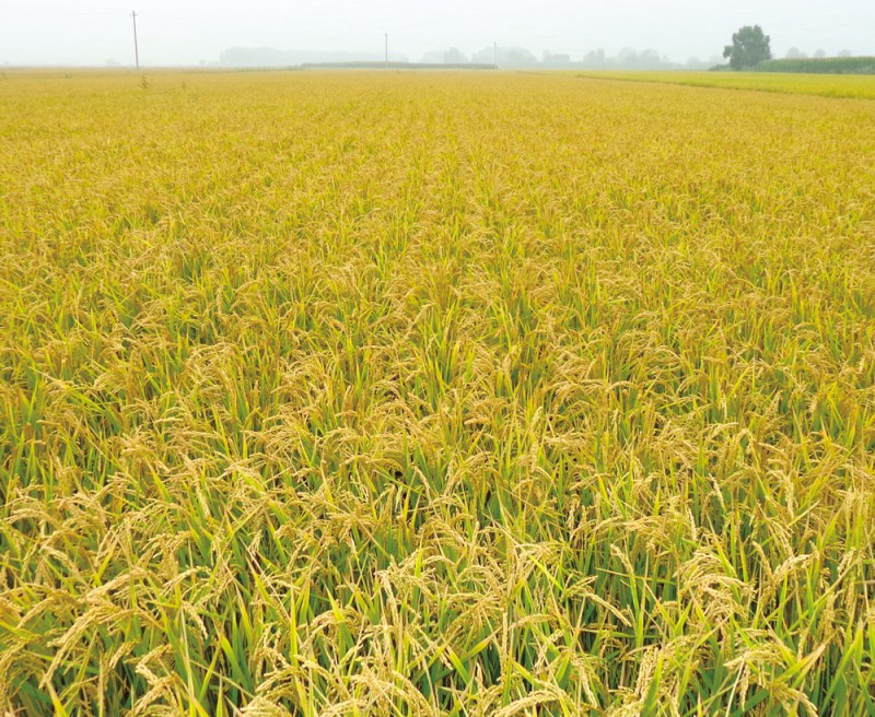 高产水稻中的战斗机 抗性高米质优数第一 ——绥粳11