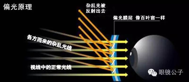 偏光镜原理图解图片