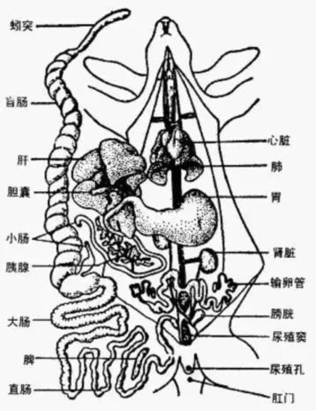 家兔的循环系统示意图图片