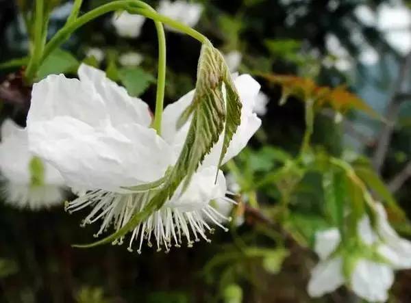 ▼山竹花▼非常豔麗的楊桃花▼原來香蕉也是開花結果▼石榴花開紅豔豔