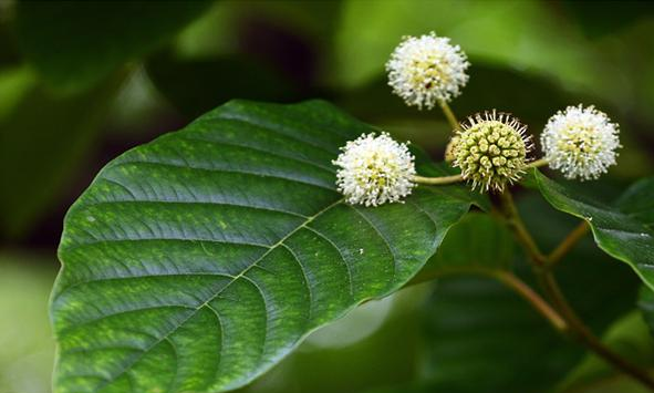 中國特產,Ⅱ級重點保護野生植物——喜樹