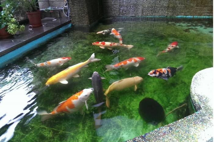 日本室内锦鲤池图片