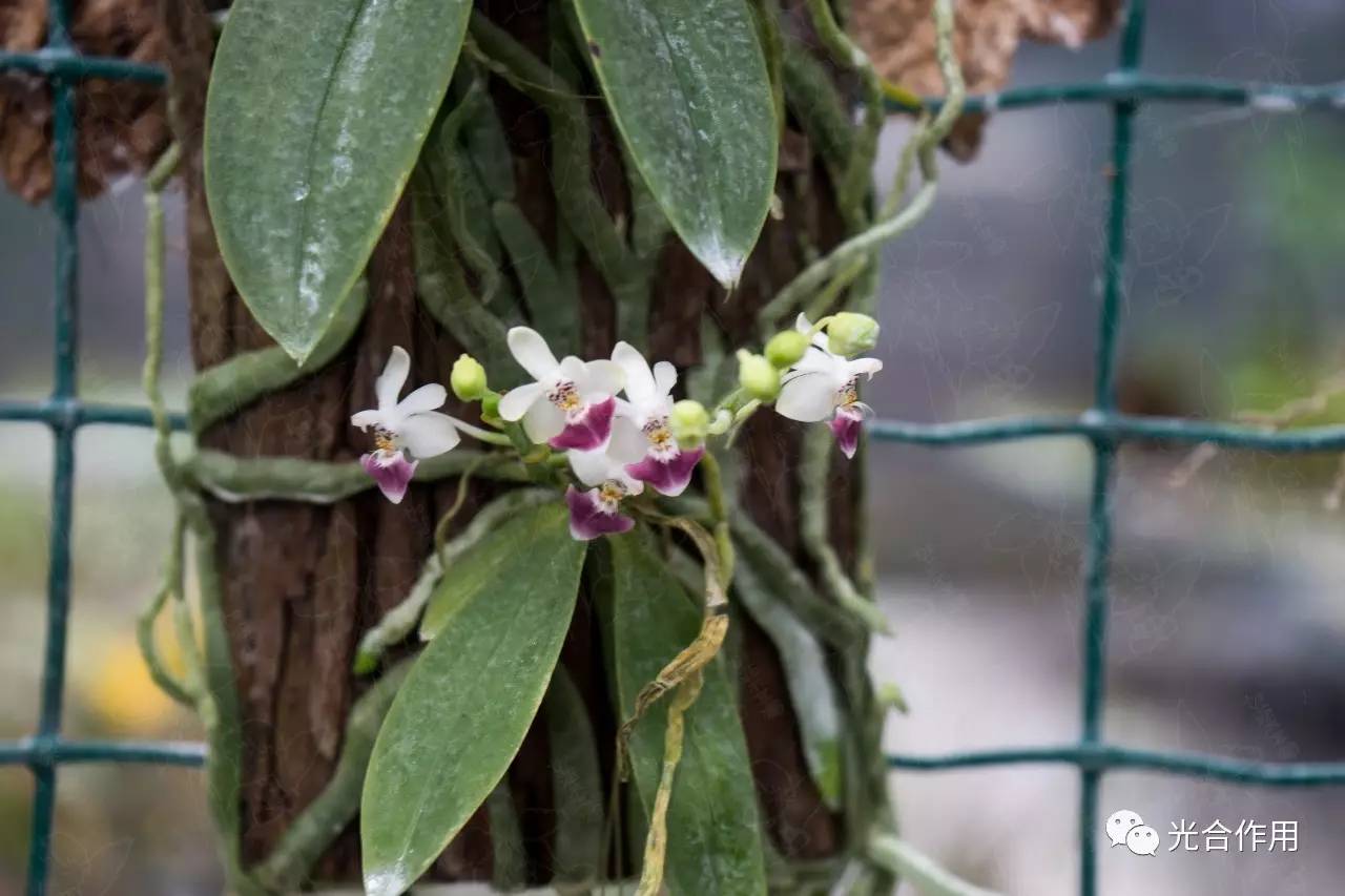 蝴蝶兰种植方法全过程(蝴蝶兰种子怎么种才能发芽视频)