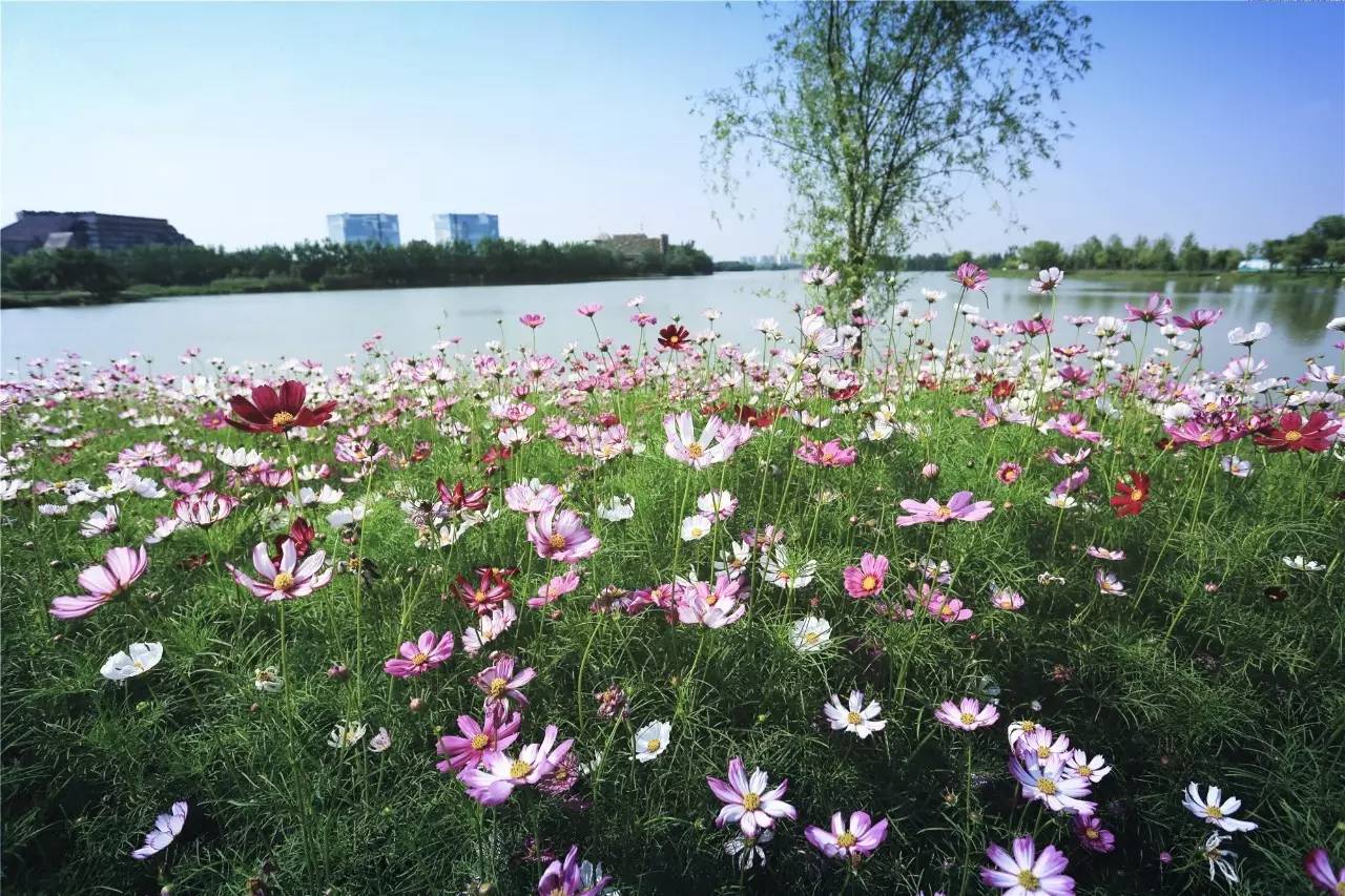 蓮花湖畔的美麗邂逅,華強城頤景灣畔首屆瑜伽文化節,我們等著你.