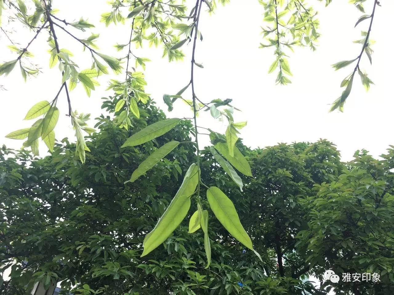 雅安黄葛树的大秘密小编只告诉你哦