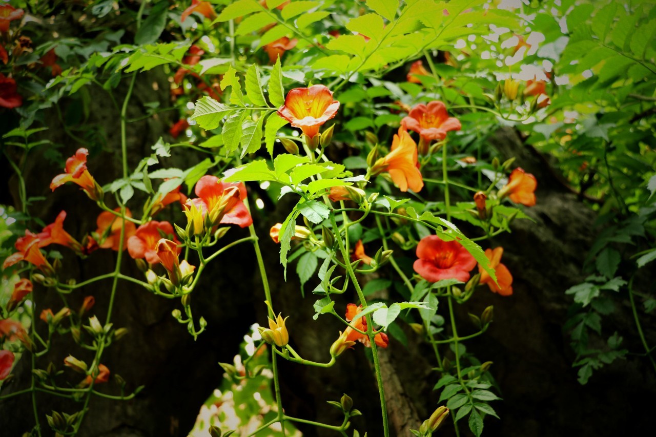 花开成景花落成诗何园凌霄花最佳观花路线都在这了