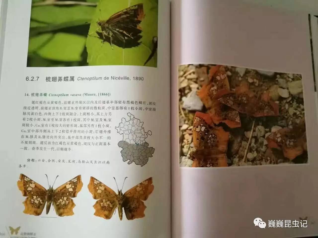 歡迎關注微信公眾平臺:巍巍昆蟲記新浪微博:混世魔王張巍巍微信互動