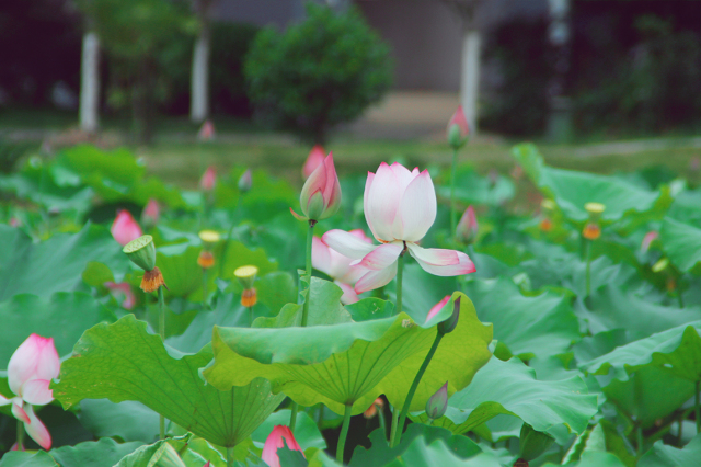 广艺 相思湖图片