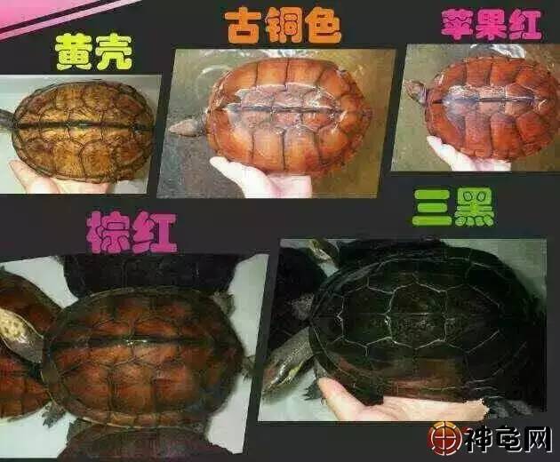 南石龟变异过程图片