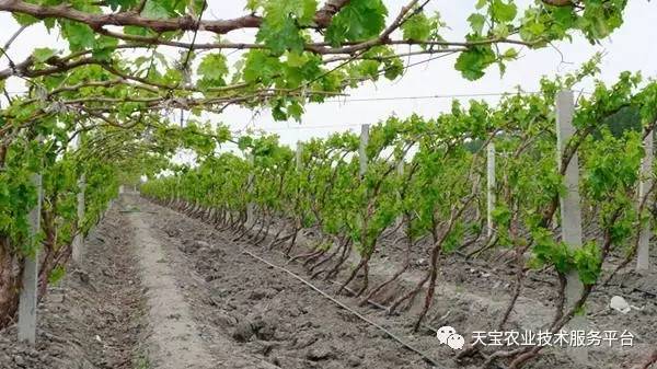 怎樣種葡萄,葡萄種植利潤答:葡萄種植方法與技術葡萄管理方法與技術