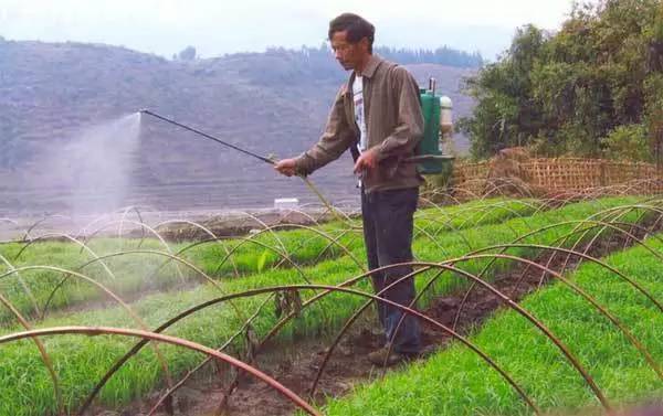 雨天喷施农药怎样"防水?